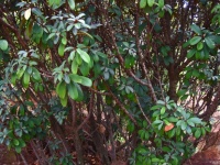 Trees With Green Clusters Of Leaves