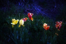 Tulips At Night 2