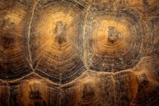 Turtle Shell Pattern