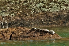 Turtles On A Rock In Lake