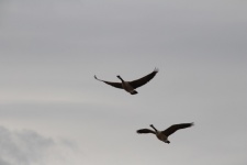 Two Canadian Geese