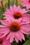 Two Pink Coneflowers Portrait