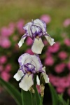 Two Purple And White Iris