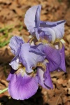 Two Purple Iris Flowers Close-up