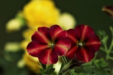 Two Red Petunias Close-up