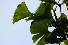 Undulating Ginkgo Biloba Leaves