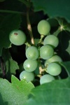Unripe Bunch Of Green Grapes