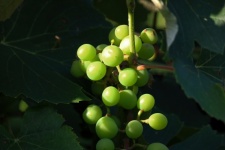 Unripe Green Grapes On A Bunch