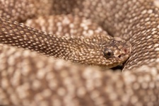 Uracoan Rattlesnake