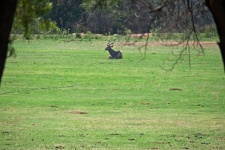 View Of A Kudu Bull Lying On Field