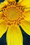 View Of Centre Of Yellow Daisy