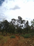 View Of Wooded Area Againstclouds