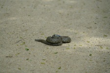 Viper On The Sand