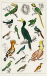 Birds Tropical Vintage Art
