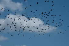 Flight Of Crows In The Sky