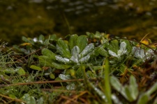 Water Droplets Succulent Plant