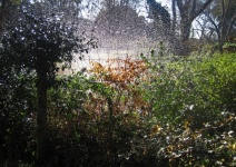 Water Spraying In A Country Garden