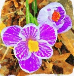 Watercolor Crocus Flower