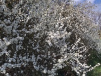 Hawthorn Flowers Shrub Nature