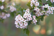 Hawthorn Flowers Branch Photo