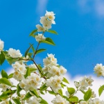 White Blossom Tree