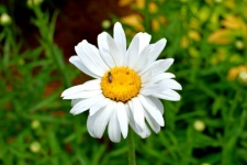 White Daisy Background