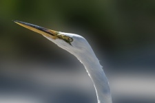 White Egret Poised To Strike