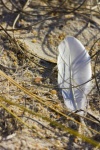 White Feather In The Sand