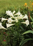White Lilies In Flower Garden