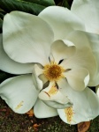 White Magnolia Flower Portrait