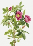 Wild Rose Flower Vintage Art
