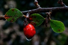 Winter Red Berry With Morning Dew