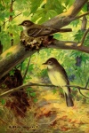 Wood Pewee Vintage Bird Painting