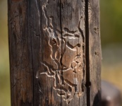 Wood Pole With Carving