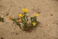 Yellow Beach Flower