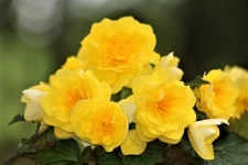 Yellow Begonia Flowers Close-up