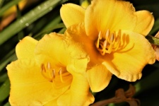 Yellow Daylilies And Dew Close-up