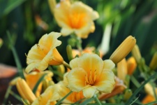 Yellow Daylilies In Garden