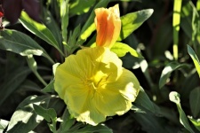 Yellow Evening Primrose Flower
