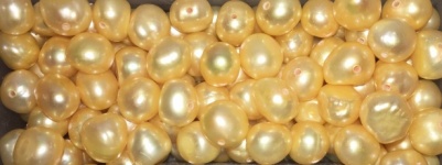 Yellow Freshwater Pearls