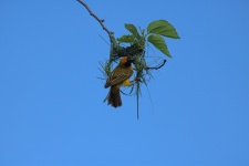 Yellow Masked Weaver Male On Nest