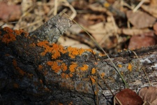 Yellow Moss Lichen On A Tree