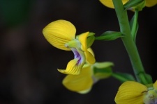 Yellow Orchid Flowers On Green Stem