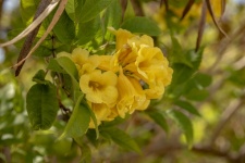 Yellow Trumpet Flower On Green Plant