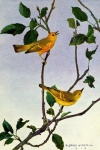 Yellow Warbler Vintage Bird Picture
