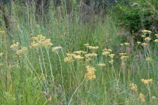 Yellow Wild Flowers In Long Grass