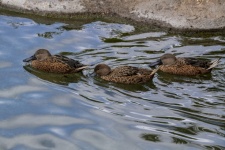 Young Mallard Ducks