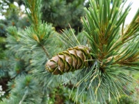 Young Pine Cone On Tree