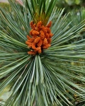 Young Pine Cones On Branch