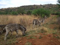 Zebra Grazing And Strolling Along